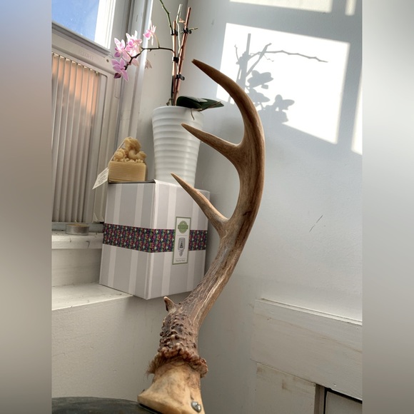 Antlered High Carbon Iron Helmet Handcrafted Real Three Point Buck Antlers - Picture 3 of 3